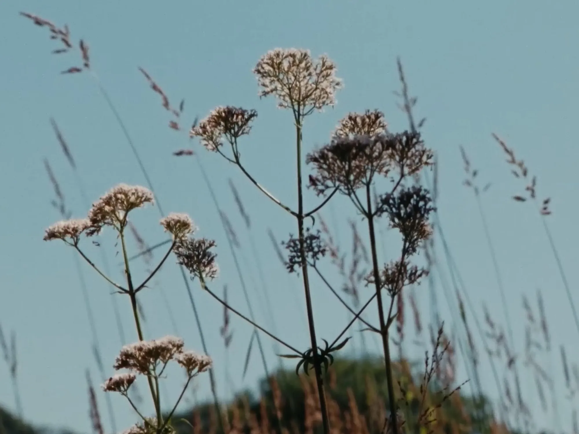 一朵花在夜间绽放